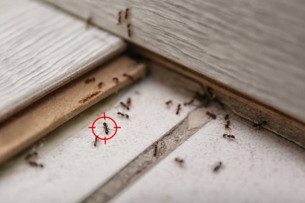 Best Mosquito Control Services  in Lyons, GA