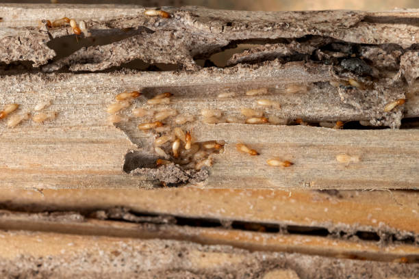 Best Cockroach Control Services  in Lyons, GA